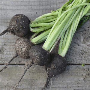 Radis d'hiver noir rond