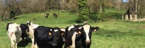 Bannière de Earl du Vinagrou