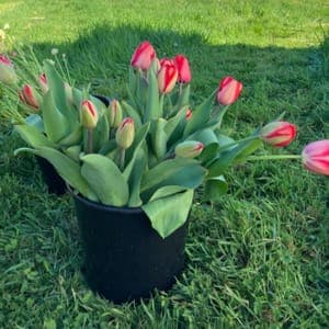 Bouquet de Tulipes