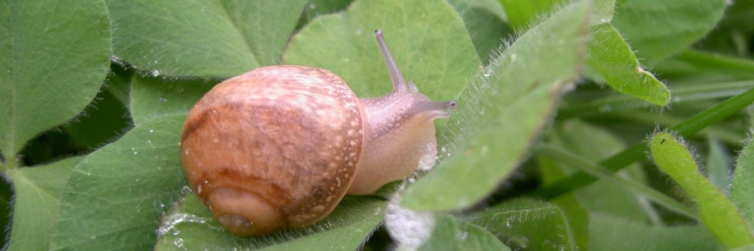 Bannière de L’escargot des Murailles