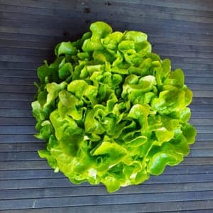 Feuille de chêne blonde