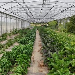 La Terre Ferme #2