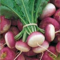 Navet violet botte - navets nouveaux