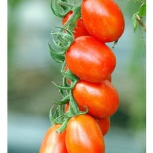Plant de Tomate cerise 'Petite rouge de Bâle' (étiquette rouge)