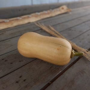 COURGE BUTTERNUT