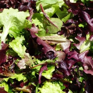 Mesclun - Jeunes pousses