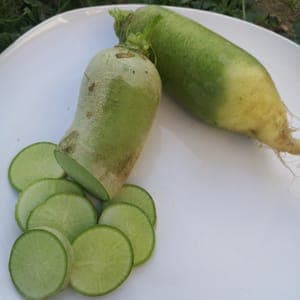 🐸 Radis Green Meat