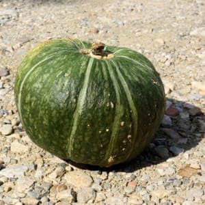 Courge Buttercup