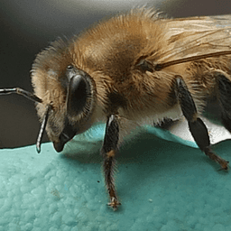 Abeilles du Berry #3