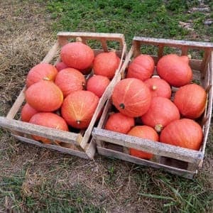 Potimarron