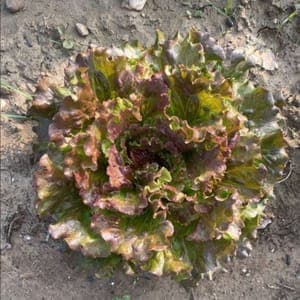 Salade Batavia rouge