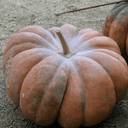 courge ancienne