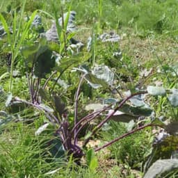 La Ferme des Peupliers Noirs #3