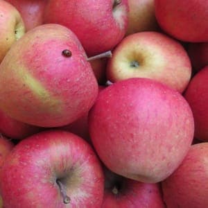 Pommes mélange de variétés BIO