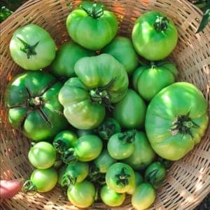 Tomates vertes (Aigue Vive)