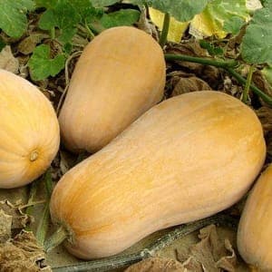 Courge Butternut