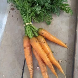 Botte de carotte