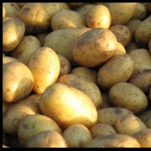 pomme de terre mona lisa