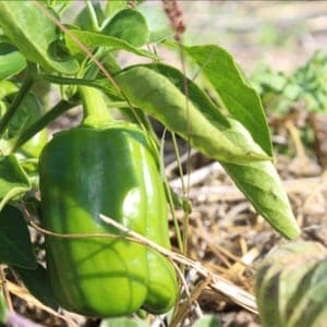 Mini Poivron Vert  Bio