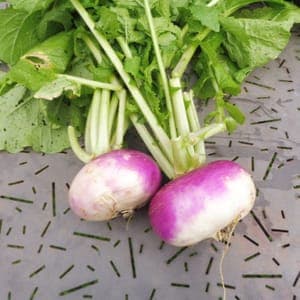 Navet blanc globe à collet violet