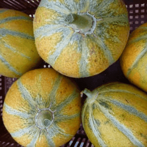 Melon