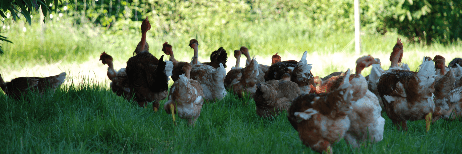 Bannière de Ferme IPARLA Etxaldea