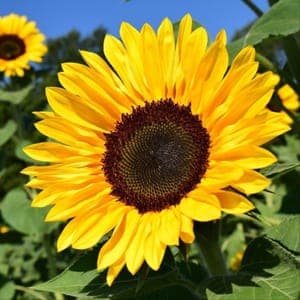 Plant de Tournesol - annuelle