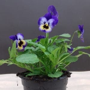 Viola violette