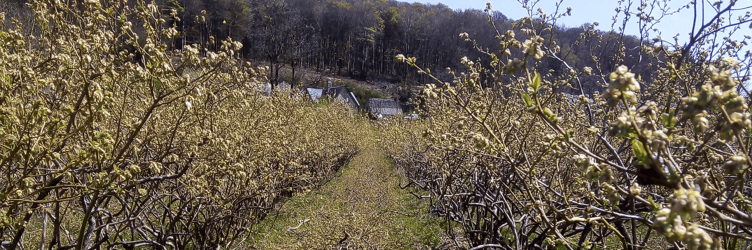 Bannière de Les vergers d'Olivier Meynard