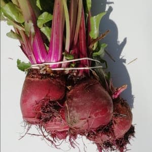 Betterave Chiogga botte