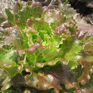 salade rouge