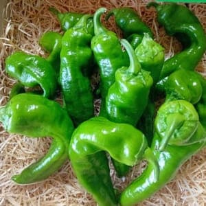 Poivrons vert