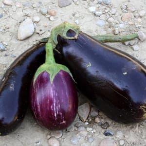 Aubergine