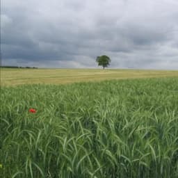 SCEA Ferme de la prairie #6