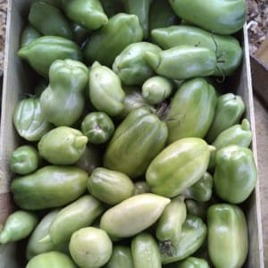 tomate verte non mûre