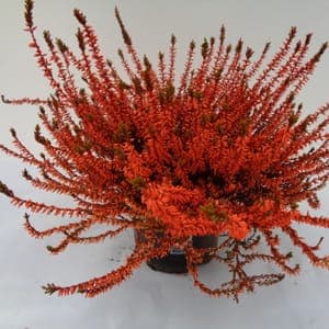 Calluna teintée orange pot 14 cm