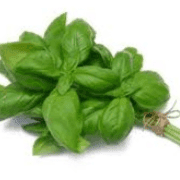 Basilic Genovese