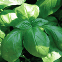 Plant_Basilic Genovese (Grand Vert) - Godet