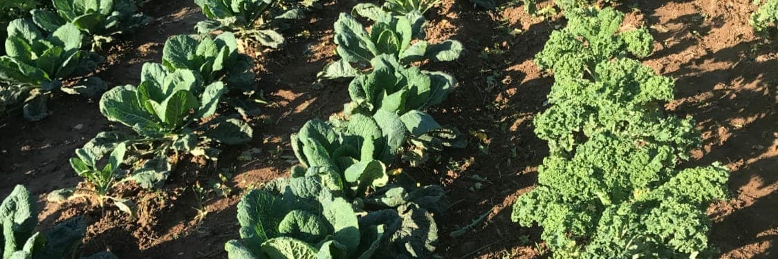 Bannière de Au jardin d'à côté 