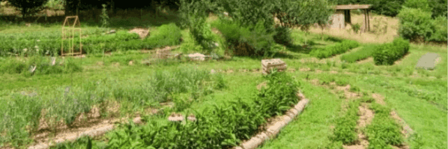 Bannière de les herbes de brume