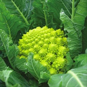 Plant de Chou Romanesco