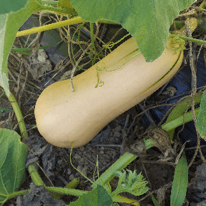 Butternut.  1,5 kg