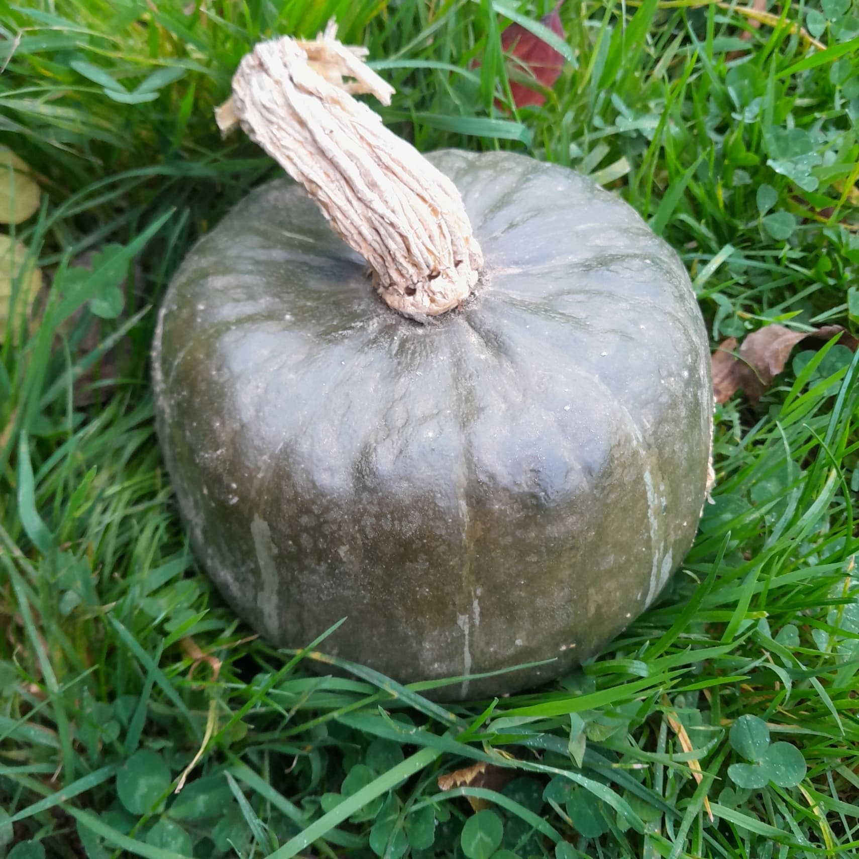 Courge Buttercup