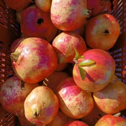 DOMAINE JEAN DAVID #6