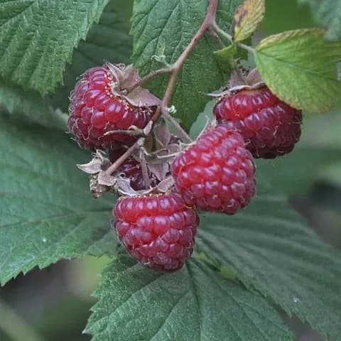 Framboisiers remontants