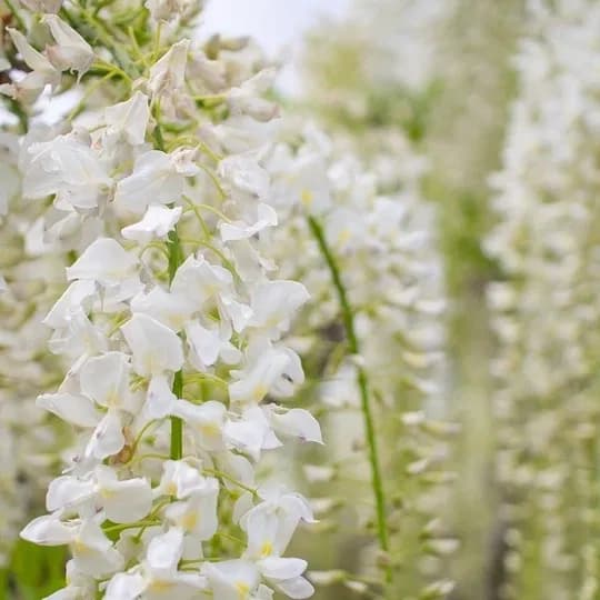 Glycine blanche