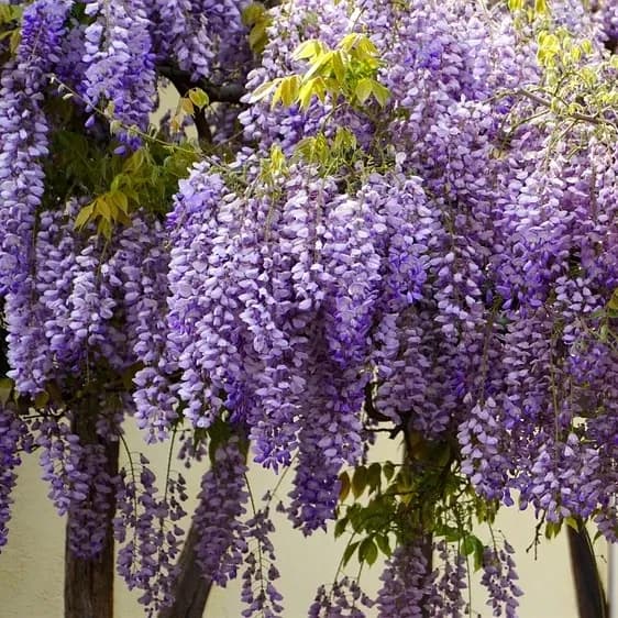 Glycine bleue