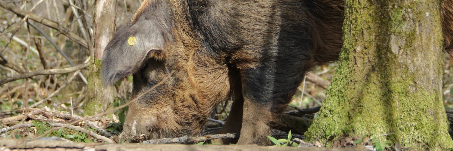 Bannière de La Ferme de Louva