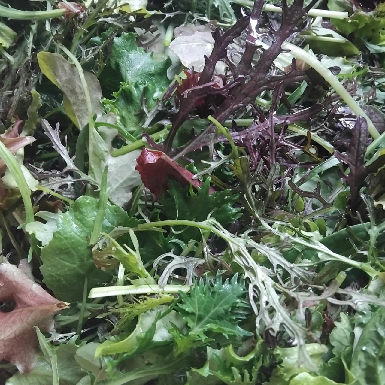Mesclun
