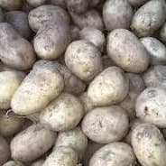 Pomme de terre Anais